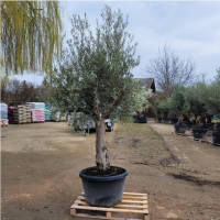Olivenbaum Olea Bonsai `Karlos `