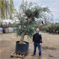 Olivenbaum Olea Europea `Grande`