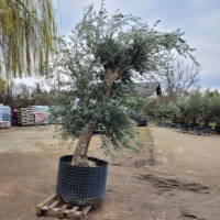 Olivenbaum Olea Europea `Grande`