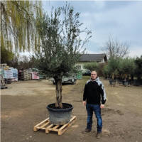 Olivenbaum Olea Europea `Little Lousia`