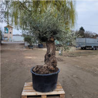 Olivenbaum Olea Europea `Rasputin`