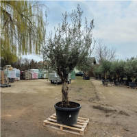 Olivenbaum Olea Europea `Curly Susie`
