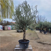 Olivenbaum Olea Bonsai `Remington `