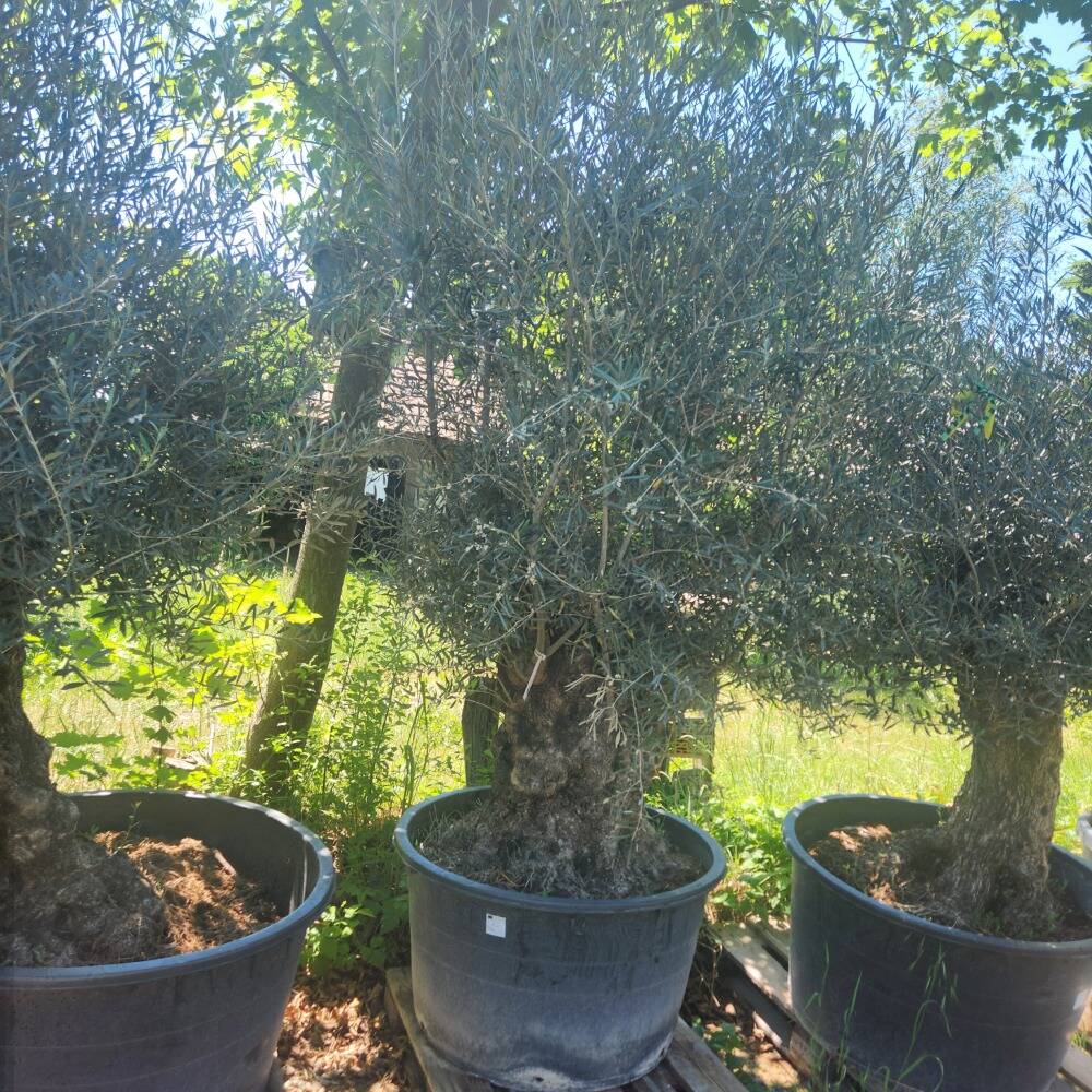 sansevieria lichtbedarf Sansevieria kaufen  Bogenhanf Zimmerpflanze  MO BLUMEN