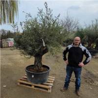 Olivenbaum Olea `Geisha`