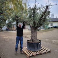 Olivenbaum Olea Europea `Onkel Poucho`
