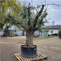 Olivenbaum Olea Europea `Onkel Poucho`