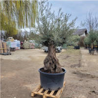 Olivenbaum Olea Europea `El Macho`