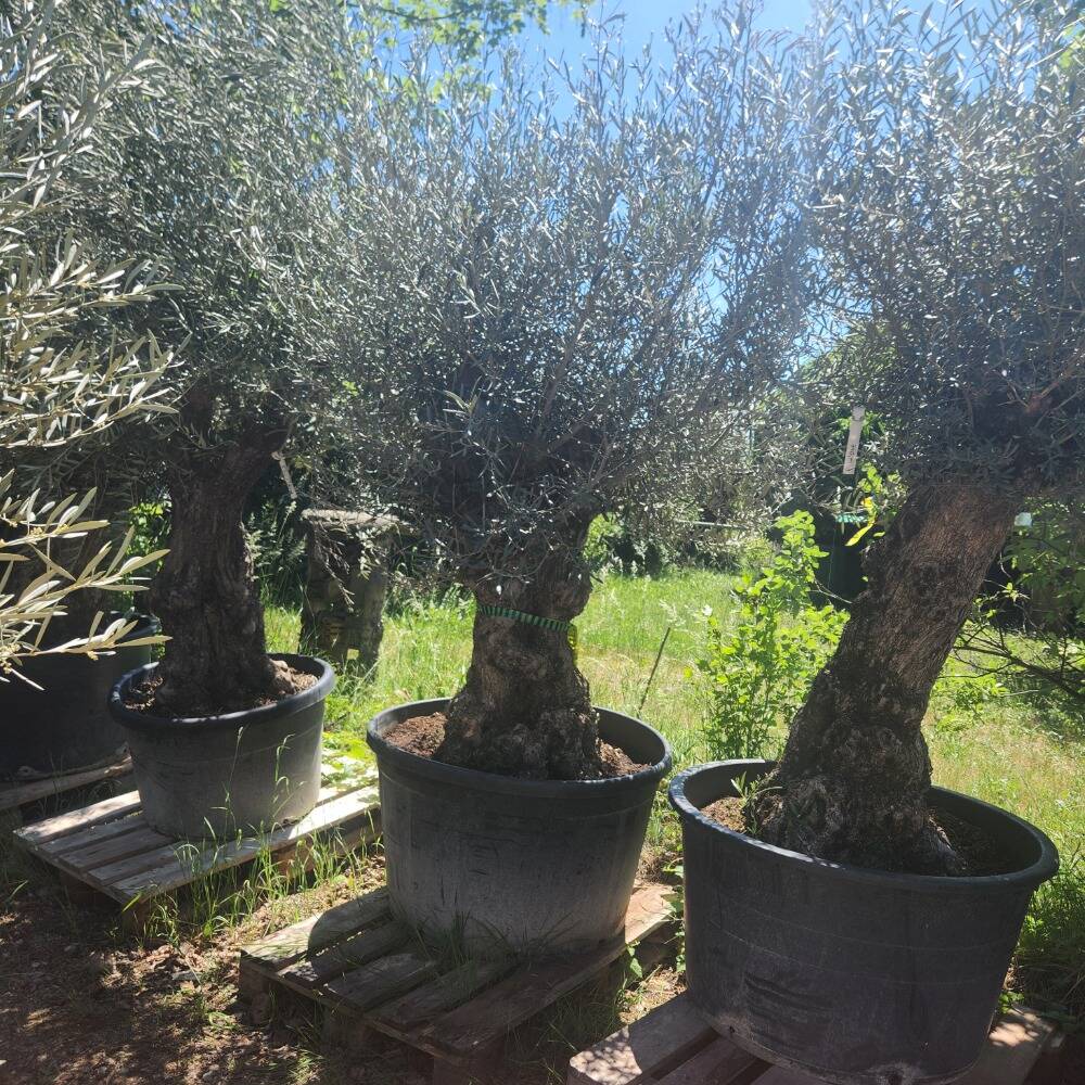 Olivenbaum `Don Roberto` ansehen & online bestellen, 690,00