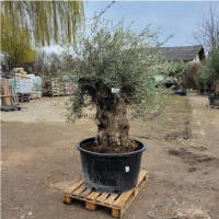 Olivenbaum Olea Europea `Don Roberto`