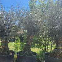 Olivenbaum Olea Europea `Herakles`