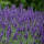 Lavendel Hidcote Blue Kugel 25-30cm