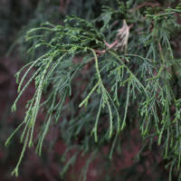 Grüne Fadenzypresse Filifera Nana 20-30cm