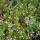 Niedrige Kriech-Zwergmispel - Cotoneaster dammeri Eichholz 10-15cm