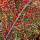 Fruchtende Kriech-Zwergmispel - Cotoneaster dammeri Coral Beauty 15-20cm