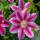 Clematis Nelly Moser rosa 60cm