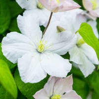 Clematis Madame Le Coultre weiss 80cm