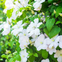 Clematis Madame Le Coultre weiss 80cm