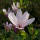 Strauchmagnolie  rosa George Henry Kern 80-100cm