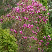Magnolie purpurrot Susan 80-100cm