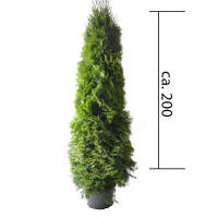 Thuja Smaragd 175-200cm