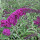 Schmetterlingsstrauch Royal Red 60-70cm