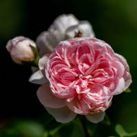 Bodendeckerrose rosa The Fairy 30-40cm