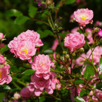 Bodendeckerrose rosa The Fairy 30cm