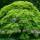 Fächerahorn Emerald Lace 80-100cm