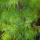 Fächerahorn Emerald Lace 80-100cm