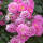 Ramblerrose Veilchenblau