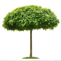 Kugel-Trompetenbaum Nana Stammhöhe 220cm | 12-14cm...
