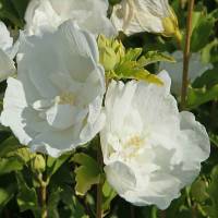Hibiskus White Chiffon® 60-80cm