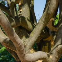 Persischer Eisenholzbaum 60-70cm