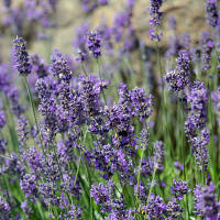 Lavendel Munstead