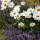Lavendel Hidcote Blue Kugel Ø 25-30cm