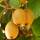 Kiwi selbstfruchtbar Boskoop 70+cm