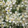 Clematis Grandiflora Alba