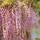 Blauregen Rosea rosa 60cm+