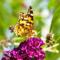 Schmetterlingsstrauch Fascination