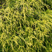 Gelbe Fadenzypresse Filifera Sungold 25-30cm