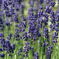 Lavendel Hidcote Blue C3