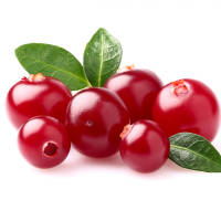 Cranberry Red Star® 15-20cm