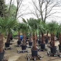 Palme Trachycarpus Fortuneii - 2 Meter