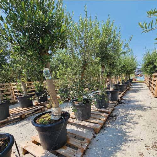 snake plant potting soil Snake Plant Potting Soil Mix, Specialized Blend for Green Sansevieria  Trifascatia Zeylanica Plants – Kurated Korner main image 1