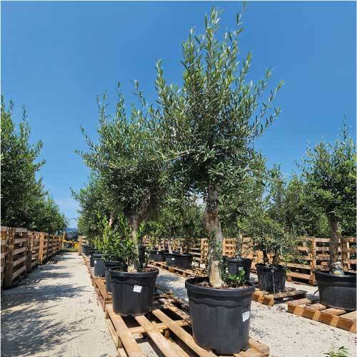 Jetzt groen Olivenbaum zum BESTPREIS liefern lassen, 220,00