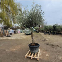 Olivenbaum Olea Europea `Stiffler`