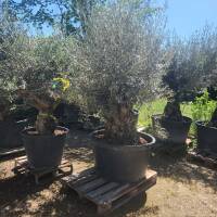 Olivenbaum Olea Europea `Stiffler`