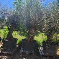Olivenbaum Olea Europea `Grande Herakles`