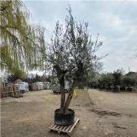 Olivenbaum Olea Europea `Grande Herakles`